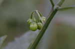 Black nightshade